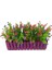 Yapay Çiçek Mor Çit Balkon Saksısı Renkli Mineli Şimşir Çiçekli 55*35CM 2
