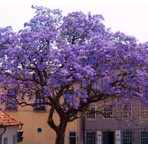 Plantistanbul Paulownia Tomentosa Pavlonya Fidanı 40-50 cm Saksıda