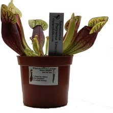 Etobur Bitkim Bitkim Saksıda Dikili Canlı Yetişkin Sarracenia Purpurea Venosa