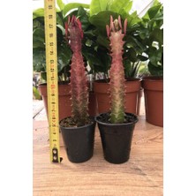 Mutlupaket Saksıda Euphorbia Trigona Rubra Red Süt Kaktüs