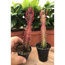 Mutlupaket Saksıda Euphorbia Trigona Rubra Red Süt Kaktüs