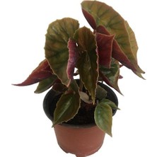 Armenbotanik Begonia Pink Pembe Yapraklı Yağlı Begonya
