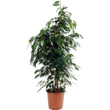 Salon Bi̇tki̇leri̇ Benjamin Ficus Çiçeği Bitkisi 100 cm