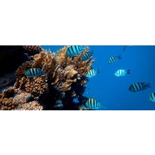 Kanki Pet KP1556514 Akvaryum Arka Fon Yapıştırma