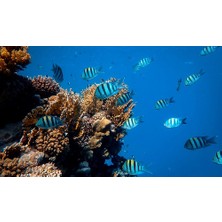 Kanki Pet KP8550014 Akvaryum Arka Fon Yapıştırma