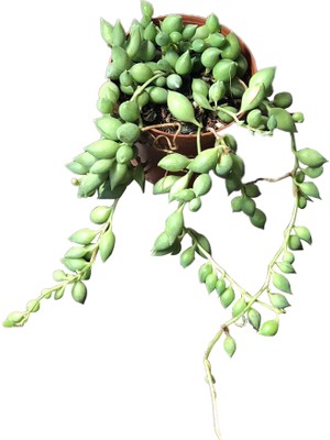 Socactus Tespih Çiçeği - Kaktüs Sukulent