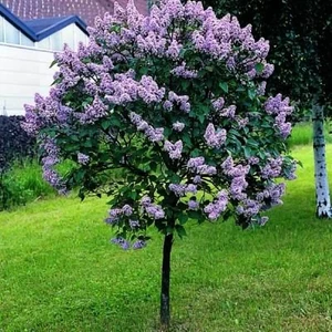 Taskar Peyzaj Leylak Çiçeği Fidanı Kokulu Tüplü 70-100 cm