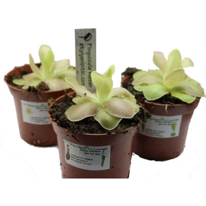 Etobur Bitkim Bitkim Saksıda Dikili Canlı Yetişkin Pinguicula Weser