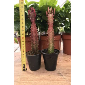 Mutlupaket Saksıda Euphorbia Trigona Rubra Red Süt Kaktüs