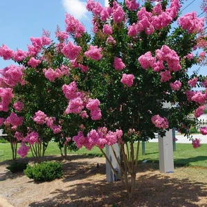 Saksıda Pembe Çiçekli Oya Ağacı 3'lü