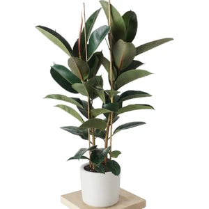 Salon Bi̇tki̇leri̇ Kauçuk Çiçeği Çift Dal