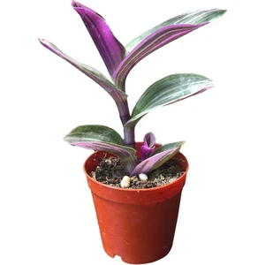 Tradescantia Zebrina - Kaktüs Sukulent
