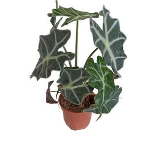 Bitki Fidanım Fil Kulağı Bitkisi - Alocasia Polly 20-30 cm
