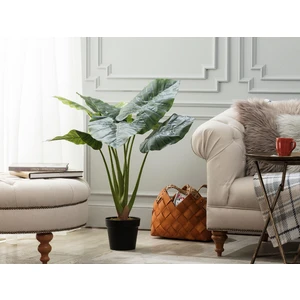 Madame Coco Anthemis Saksılı Çiçek - Yeşil