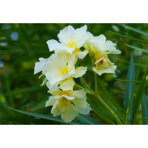 Nerium Oleander Yellow Zakkum Fidanı Sarı 60-80 cm Saksıda