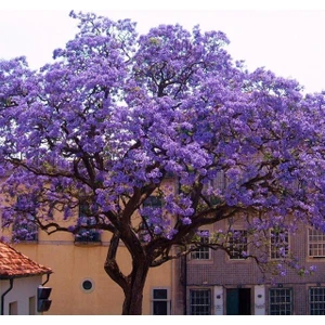 Paulownia Tomentosa Pavlonya Fidanı 40-50 cm Saksıda
