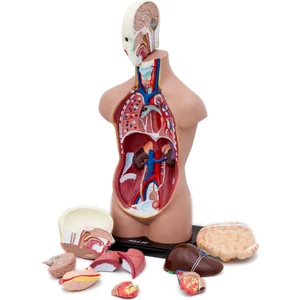 Insan Vücudu Büyük Boy, 50 Cm.