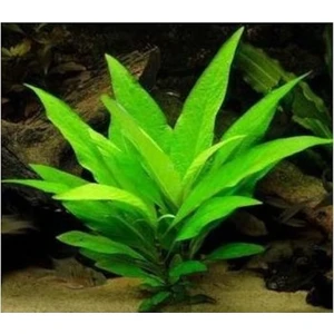 Akvaryum Bitkileri Hygrophila Corymbosa - Limon Saksı Canlı Bitki