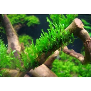 Akvaryum Bitkileri Moss Dala Sarılı Java Moss