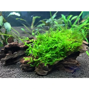 Akvaryum Bitkileri Moss Mango Köküne Sarılı Java Moss