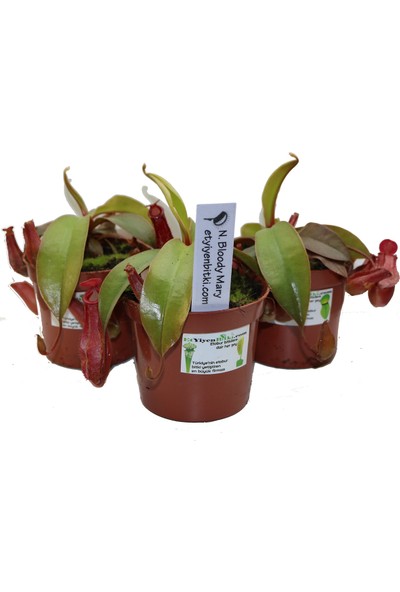 Etobur Bitkim Bitkim Saksıda Dikili Canlı Yetişkin Nepenthes Bloody Mary