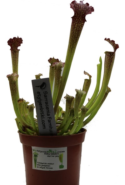 Etobur Bitkim Bitkim Saksıda Dikili Canlı Yetişkin Sarracenia Farnhamii