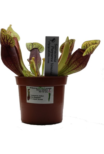 Etobur Bitkim Bitkim Saksıda Dikili Canlı Yetişkin Sarracenia Purpurea Venosa