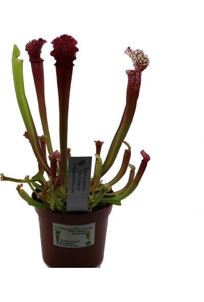 Etobur Bitkim Bitkim Saksıda Dikili Canlı Yetişkin Sarracenia Stevensii