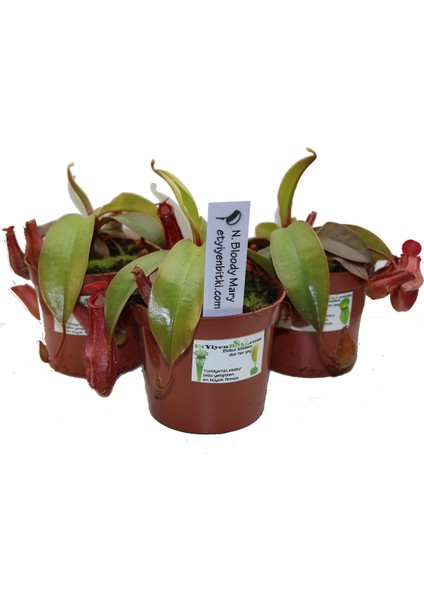 Bitkim Saksıda Dikili Canlı Yetişkin Nepenthes Bloody Mary