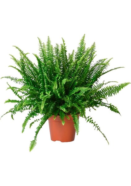 Aşk Merdiveni Çiçeği