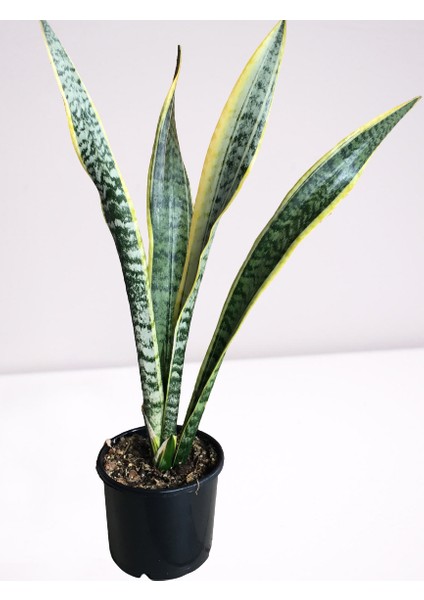 Peygamber Paşa Kılıcı Sansevieria Trifasciata Ev Ofis Bitkisi