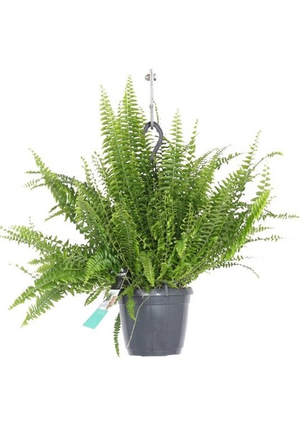 Salon Bi̇tki̇leri̇ Aşk Merdiveni Çiçeği Nephrolepis