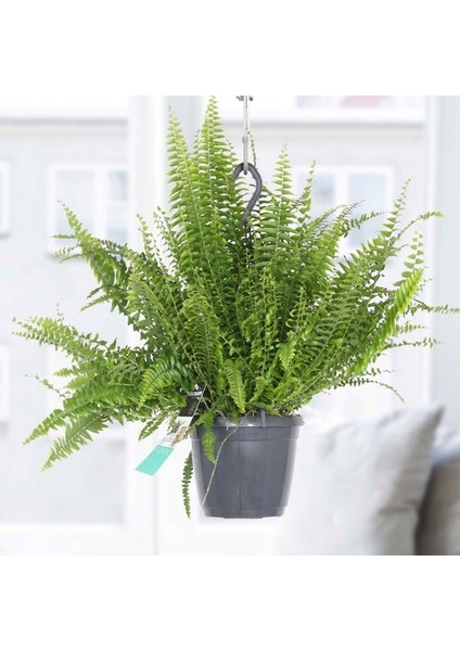 Salon Bi̇tki̇leri̇ Aşk Merdiveni Çiçeği Nephrolepis fiyatları