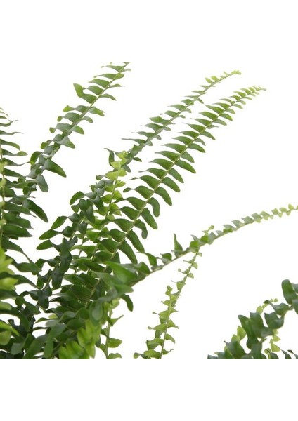 Salon Bi̇tki̇leri̇ Aşk Merdiveni Çiçeği Nephrolepis modelleri