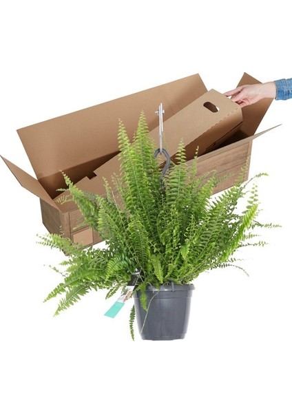 Salon Bi̇tki̇leri̇ Aşk Merdiveni Çiçeği Nephrolepis fırsatları