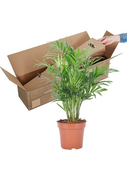 Salon Bi̇tki̇leri̇ Dağ Palmiyesi Areka fiyatları