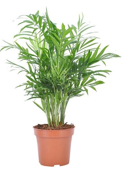 Salon Bi̇tki̇leri̇ Dağ Palmiyesi Bitkisi Chamaedorea Elegans