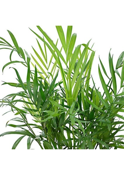 Salon Bi̇tki̇leri̇ Dağ Palmiyesi Bitkisi Chamaedorea Elegans fiyatları