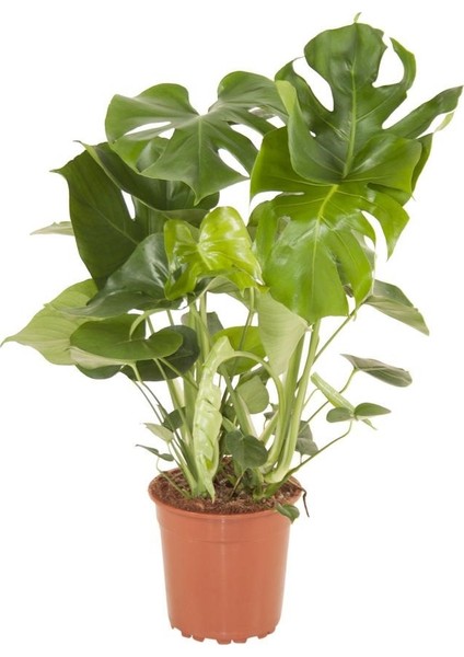 Salon Bi̇tki̇leri̇ Deve Tabanı Monstera Deliciosa 80 cm