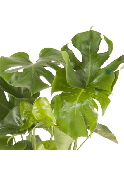 Salon Bi̇tki̇leri̇ Deve Tabanı Monstera Deliciosa 80 cm fiyatları