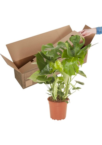 Salon Bi̇tki̇leri̇ Deve Tabanı Monstera Deliciosa 80 cm modelleri