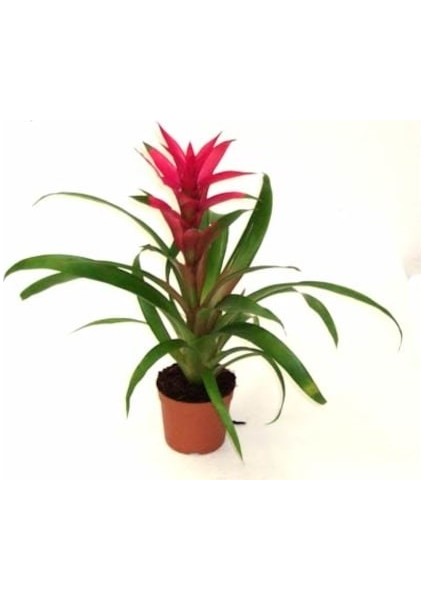 Salon Bi̇tki̇leri̇ Guzmanya Çiçeği Medium