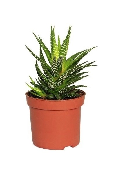 Salon Bi̇tki̇leri̇ Howartia Fasciatas Sukulent