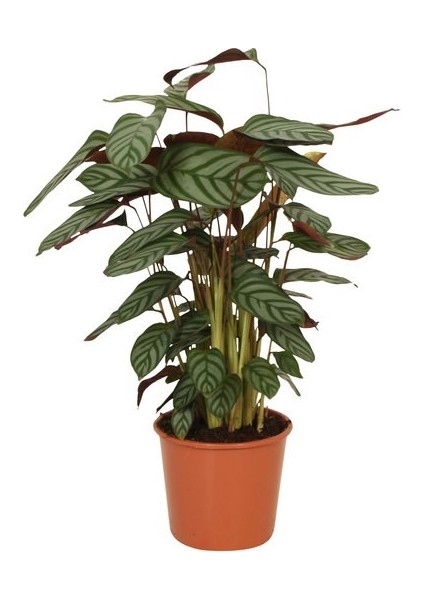 Salon Bi̇tki̇leri̇ Kalatya Calathea Compact Star Çiçeği