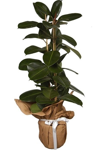 Salon Bi̇tki̇leri̇ Kauçuk Çiçeği 2'li Ficus Elastica 100 cm