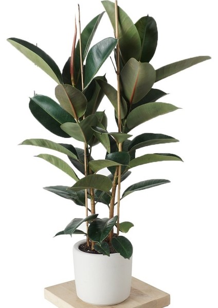 Salon Bi̇tki̇leri̇ Kauçuk Çiçeği Çift Dal