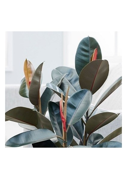 Salon Bi̇tki̇leri̇ Kauçuk Çiçeği Çift Dal fiyatları