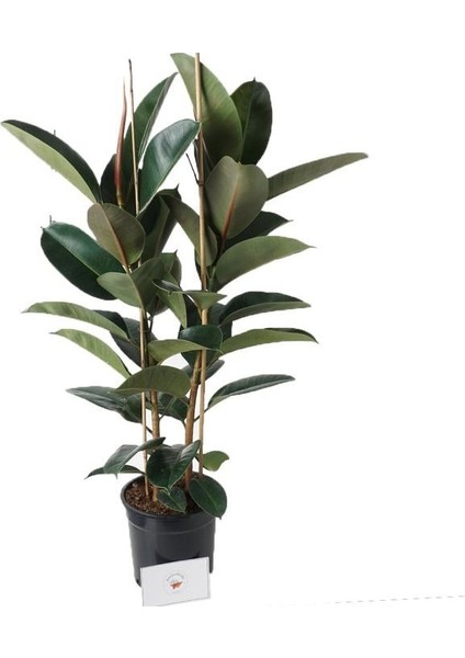 Salon Bi̇tki̇leri̇ Kauçuk Çiçeği Çift Dal modelleri