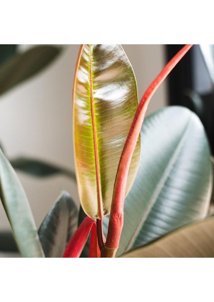 Salon Bi̇tki̇leri̇ Kauçuk Çiçeği Çift Dal fırsatları