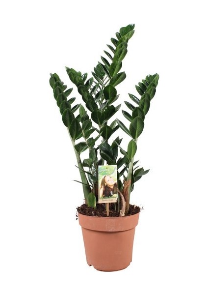 Salon Bi̇tki̇leri̇ Zamia Yeşil Büyük Boy